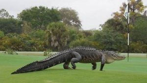 alligatore campo da golf