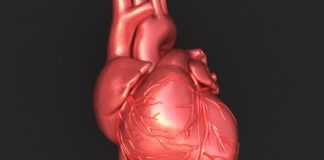 Il mini cuore in aiuto degli scompensi cardiaci