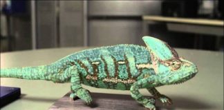 Camaleonte cambia colore continuamente camminando su delle piastrelle [VIDEO]