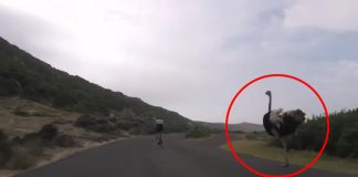 Struzzo scatenato insegue 2 ciclisti! Scena epica! [VIDEO]
