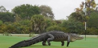 Alligatore gigante invade un campo da golf! [VIDEO]