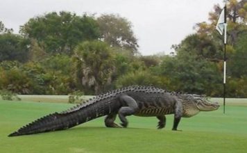 alligatore campo da golf
