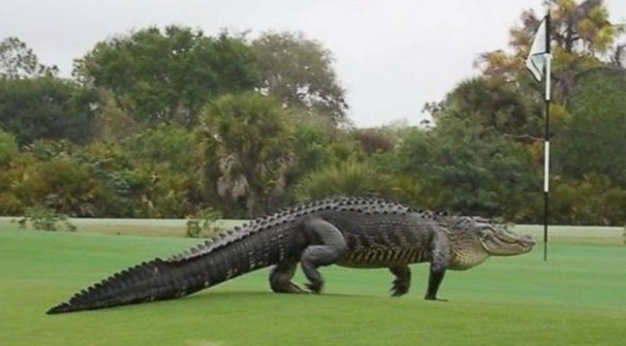 alligatore campo da golf