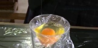 Un uovo senza guscio, del cellophane… E nasce un pulcino! [VIDEO]