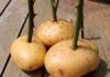 patate rose video