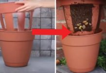 patate fruttivendolo video