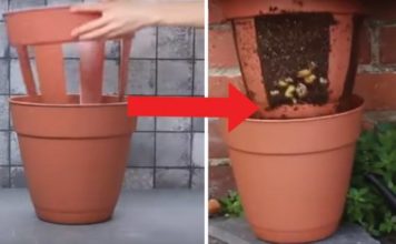 patate fruttivendolo video