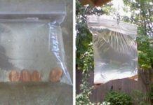 monete mosche