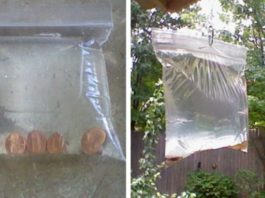 monete mosche