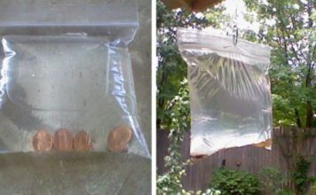 monete mosche