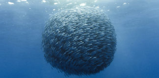 Spettacolari immagini della caccia alle sardine! [VIDEO]