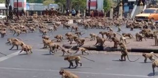 Effetto coronavirus: 200 scimmie affamate prendono d’assalto le strade della Thailandia! [VIDEO]